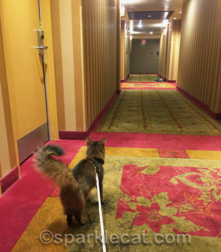 somali cat on leash in hallway of hotel