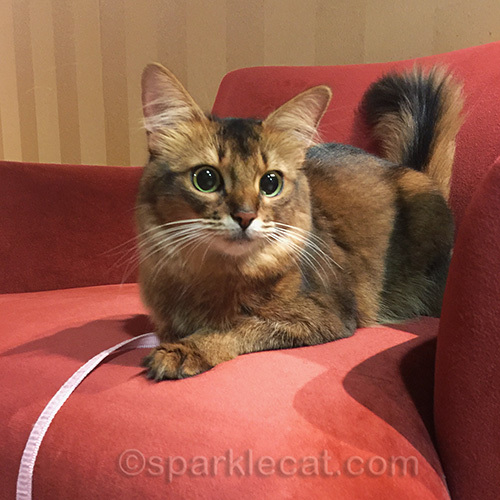 somali cat on leash in hotel corridor