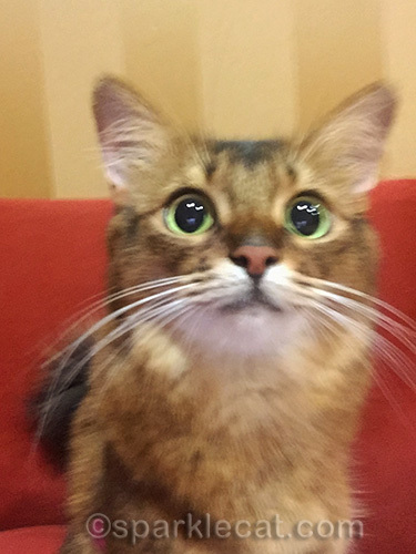 somali cat setting up selfie