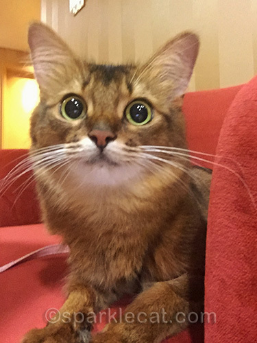 somali cat taking selfie during thunderstorm