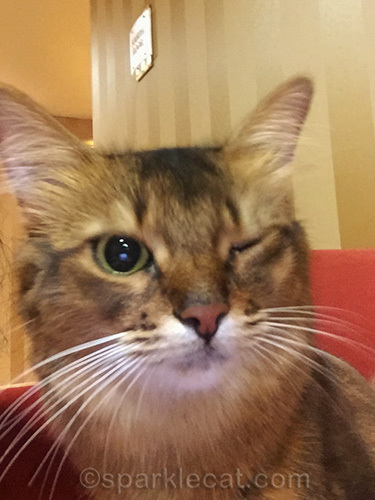 somali cat taking a selfie and winking
