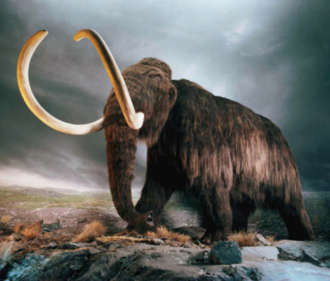 woolymammoth