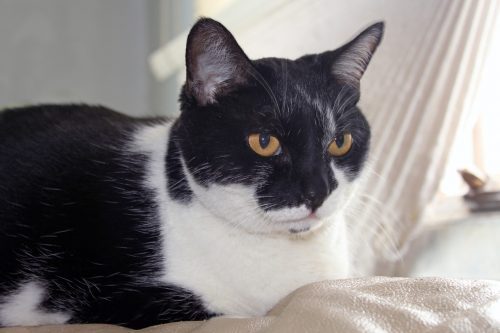 aging-cat