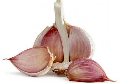 garlic