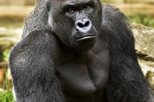 Harambe