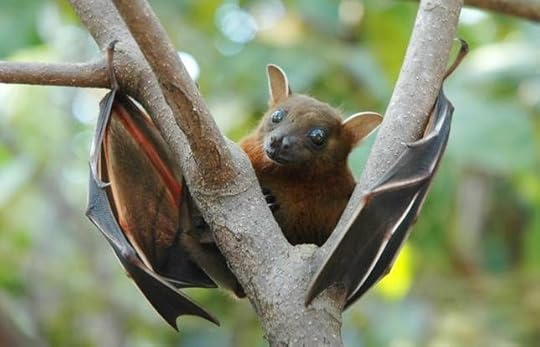 Lesser Short-nosed Fruit Bat. Photo by Anton Croos via Wikimedia Commons.
