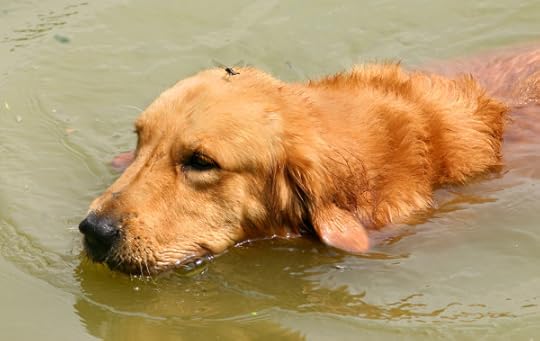 Golden retriever in the water