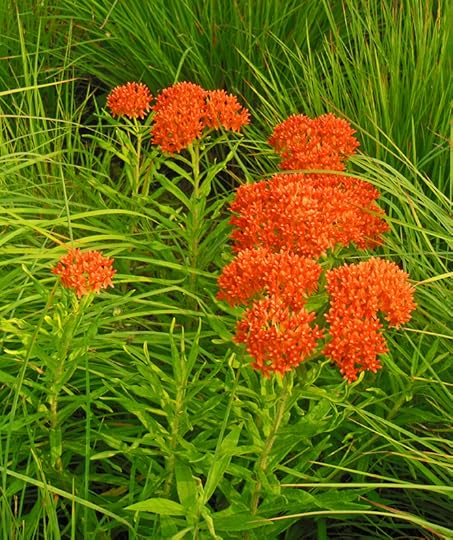 Butterfly Weed Flower asclepipas tuberosa