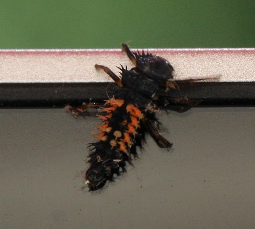 bug