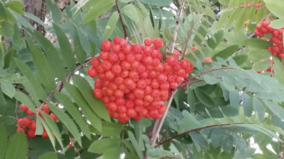rowan tree berries