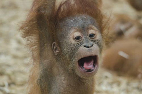 Baby orangutan