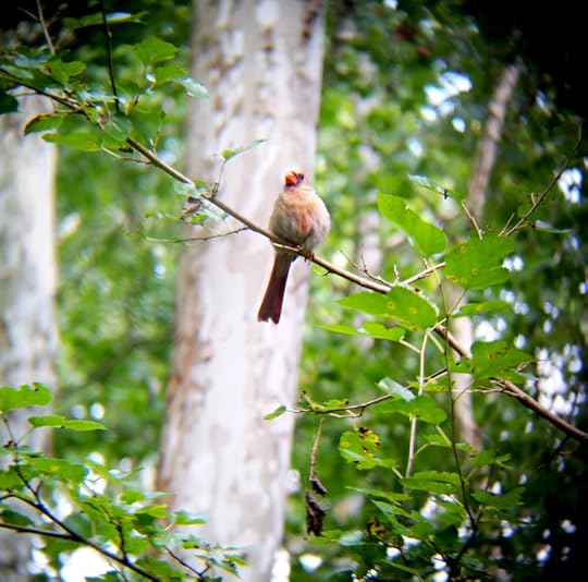Female Cardinal