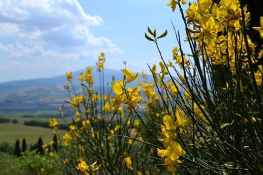 yellow flowers