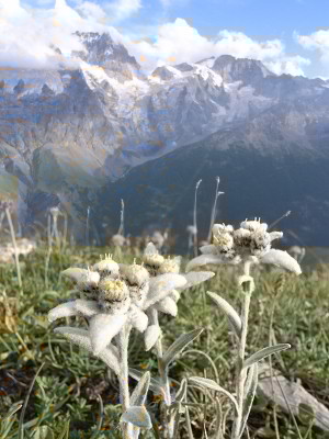 Edelweiss