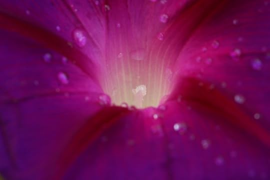 morningglory