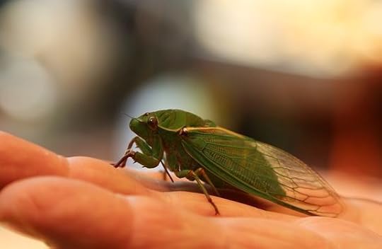 cicada