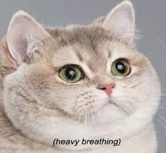 photo cat heavy breathing_zpsu4spdpcq.jpg