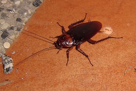 Cockroach milk
