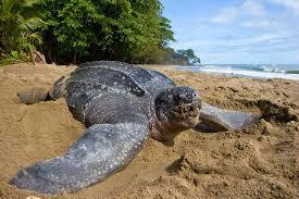leatherback