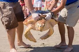 loggerhead