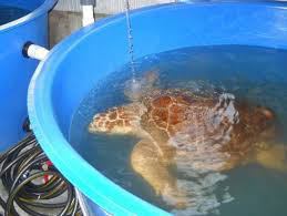 turtle hospital