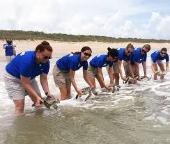 turtle release