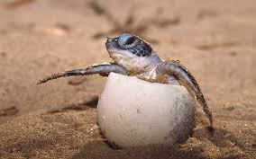 turtle1