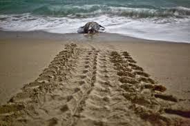 turtletracks