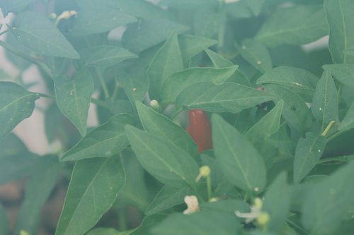 pepper at the heart of a bush