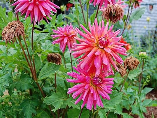 pinkdahlias