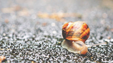 snail