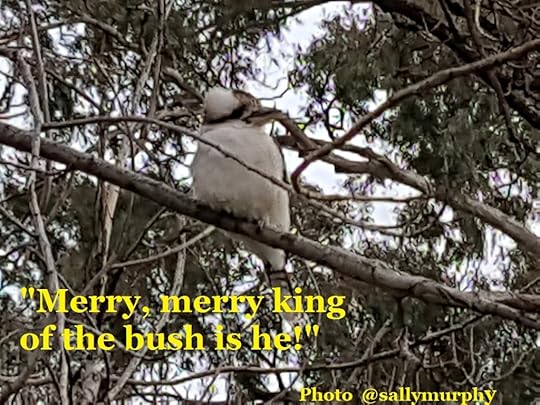 Kookaburra