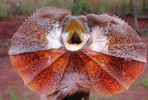Australian Frilled Lizard - Image from Google Images. Click for link.