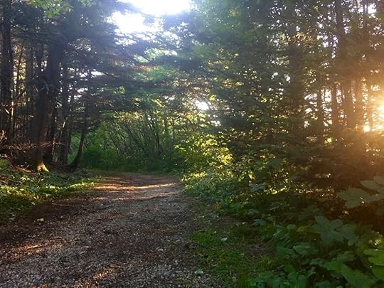 A walking path at the summit of Mount Greylock