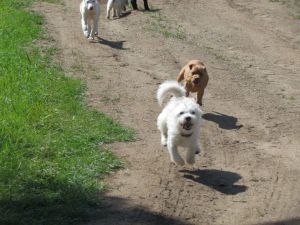 Finny at the farm after his rescue from South Carolina, age 1.