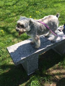 A bench break during a walk on the town green