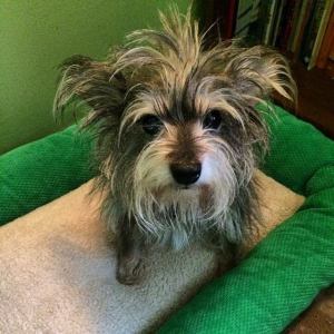 Petey, not long after his S.C. rescue