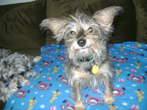 My calendar contest winning pic for Red Rover