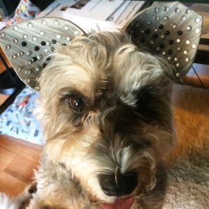 Pretending to be a cat