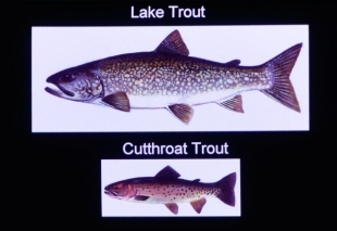 lake trout cutthroat trout