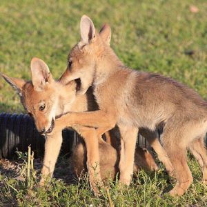 Coyote pups