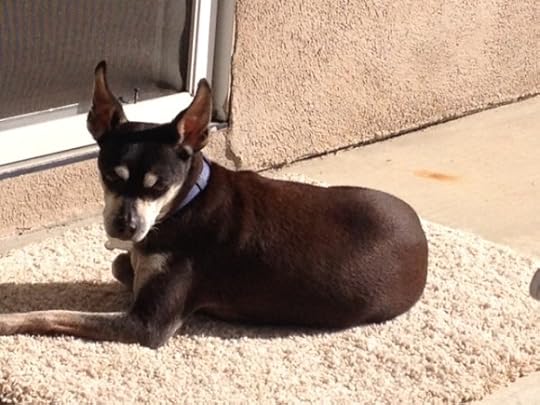 Bailey in the sun 3 16