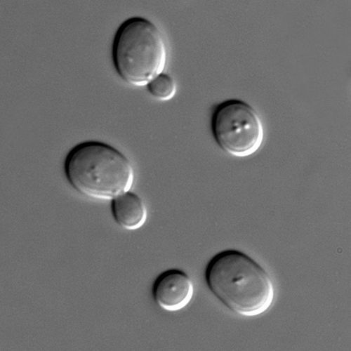 800px-S_cerevisiae_under_DIC_microscopy.jpg