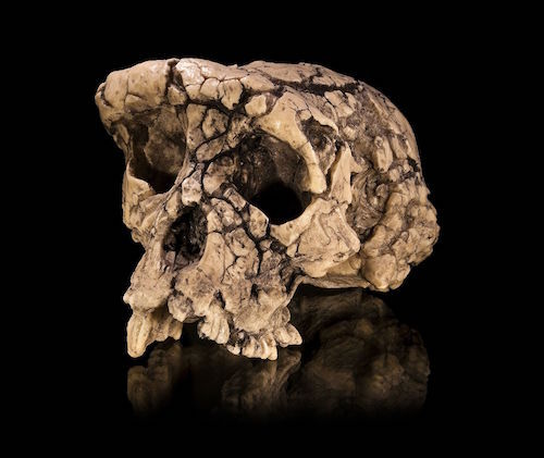 Sahelanthropus_tchadensis_-_TM_266-01-060-1.jpg