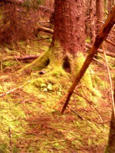 My beautiful picture