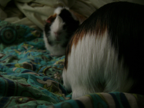 The photographic choice I made to let Belvedere's little white pants be the focus in this photo instead of Mortemer's adorable face is my analogy of the process of making choices while writing this book. 