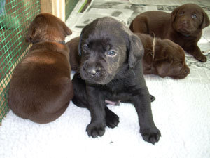 social media grows up, just like these puppies