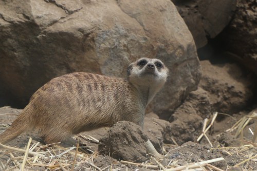 Meerkat