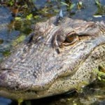 alligator