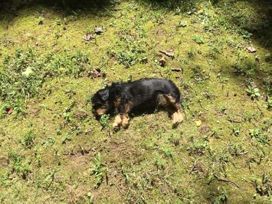 13938609_10157210914170104_164626172081829057_n